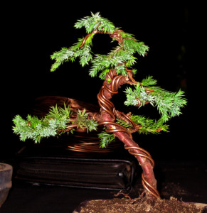 Bonsai Wiring