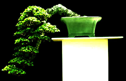 grow a bonsai