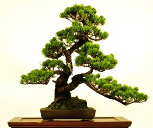 Grow a Bonsai