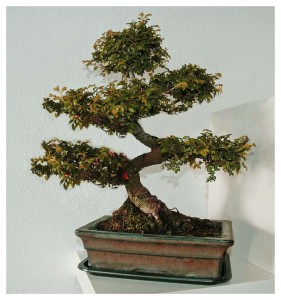 Informal Upright Bonsai