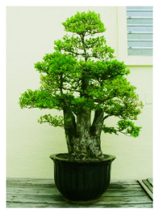 Multitrunk Bonsai