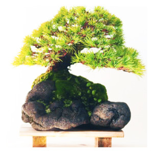 Clinging-to-a-Rock Bonsai