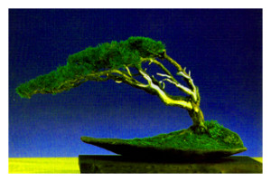 Windswept Bonsai