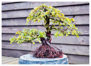 Bonsai Care