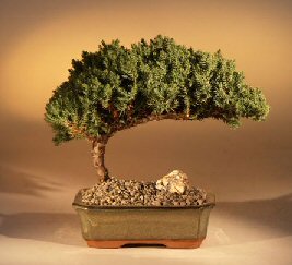 Buy A Bonsai In Our Online Store Grow A Bonsai