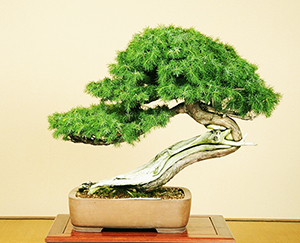 Indoor bonsai