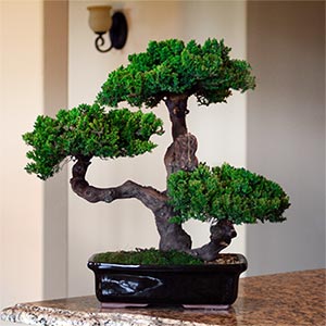 Indoor Bonsai