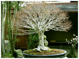 Bonsai Styles Forms Shapes And Aesthetics Grow A Bonsai