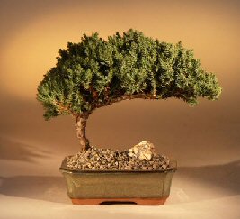 buy a bonsai